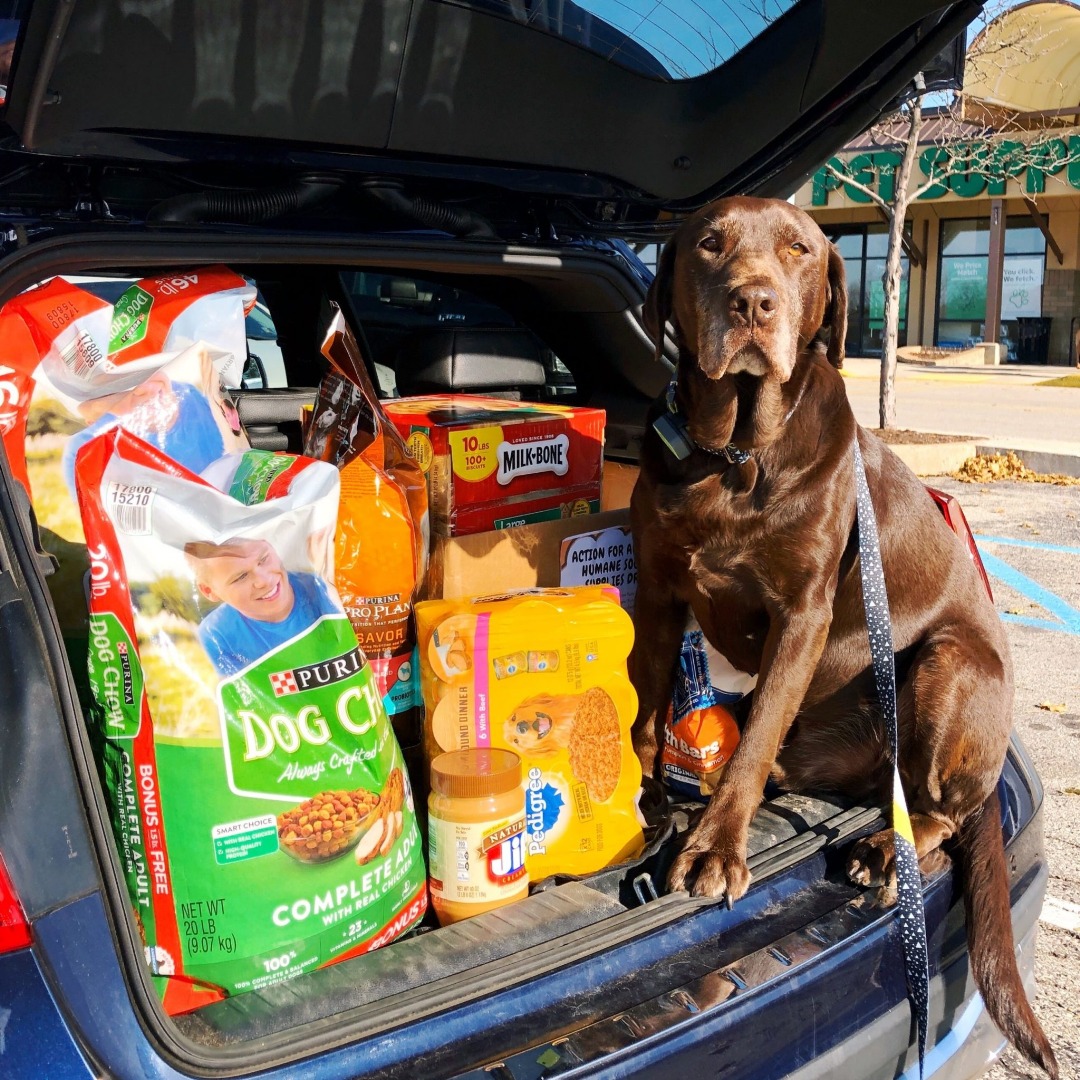 Happy dog with food bowl